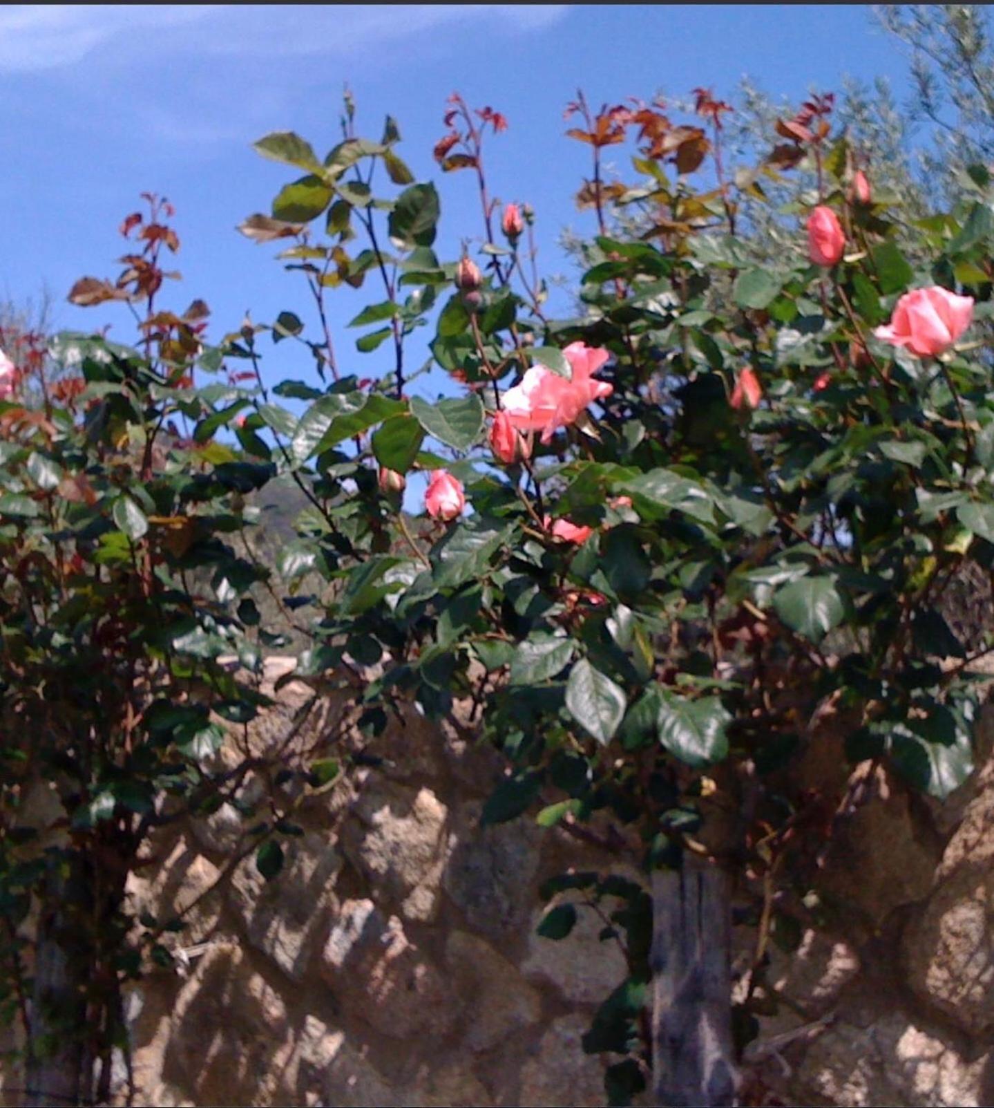 Finca Vergel ガータ エクステリア 写真